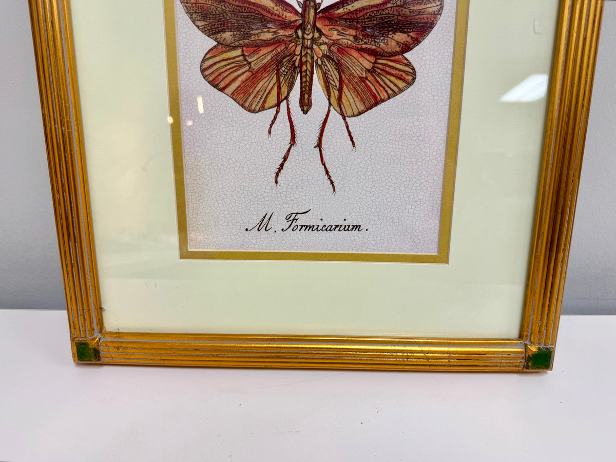 Arte enmarcado de insectos