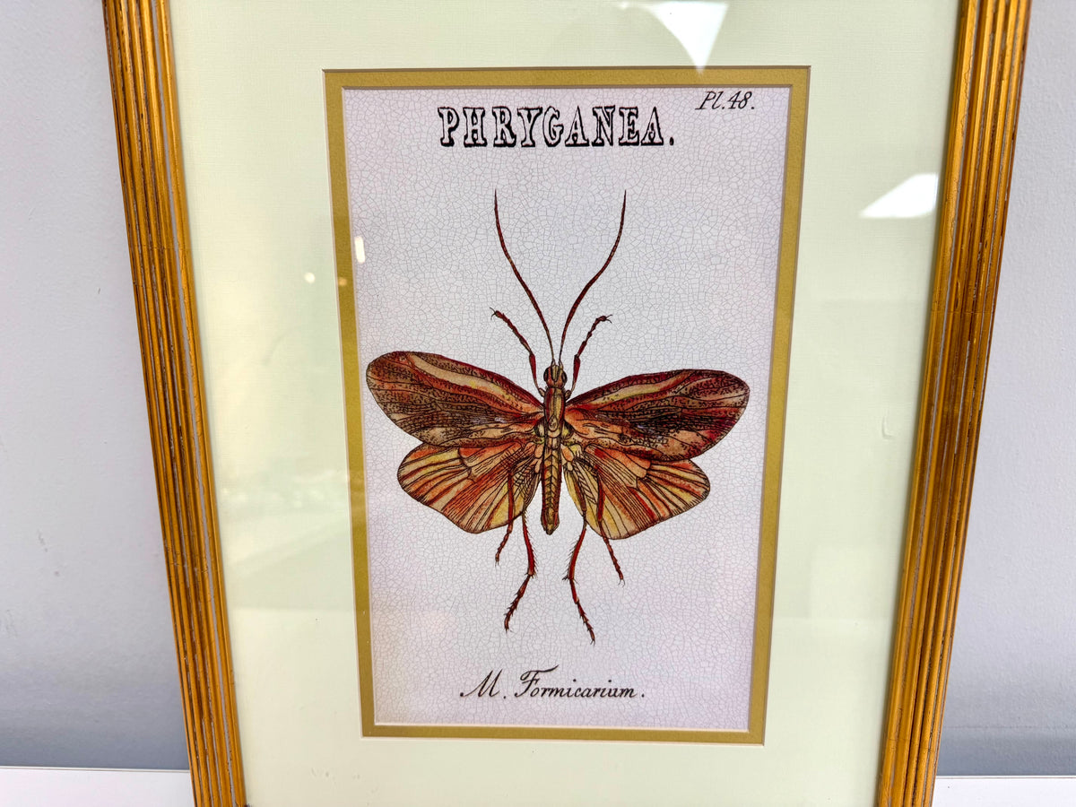Arte enmarcado de insectos