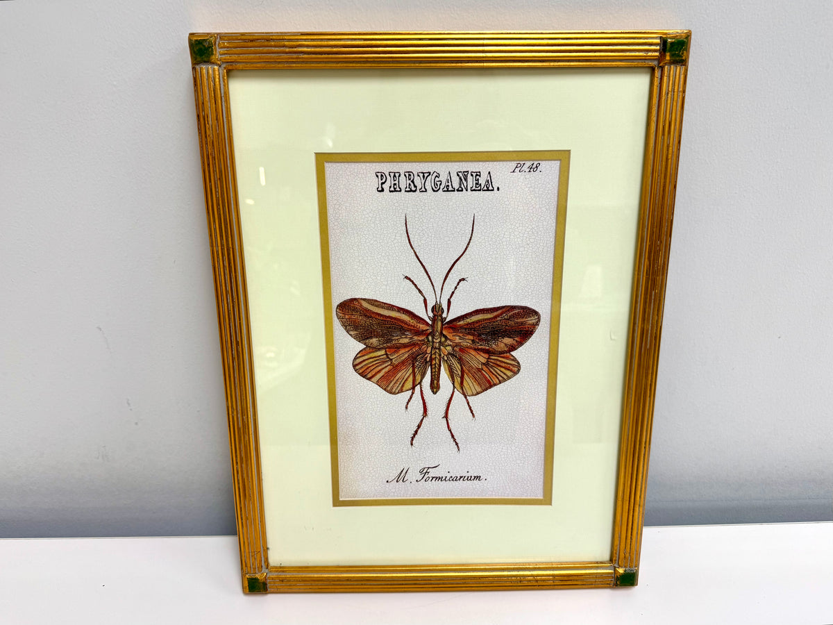 Arte enmarcado de insectos