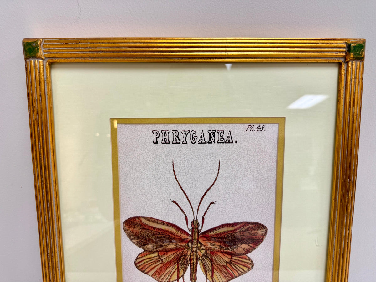 Arte enmarcado de insectos