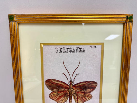 Insect Framed Art