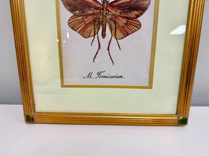 Insect Framed Art