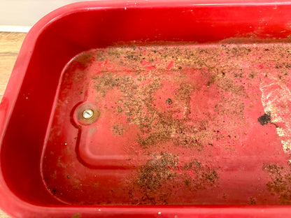 Radio Flyer Little Red Wagon