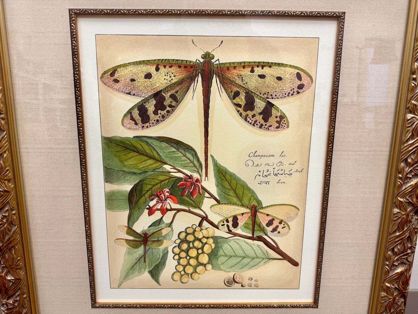 Whimsical Dragonflies I Artwork